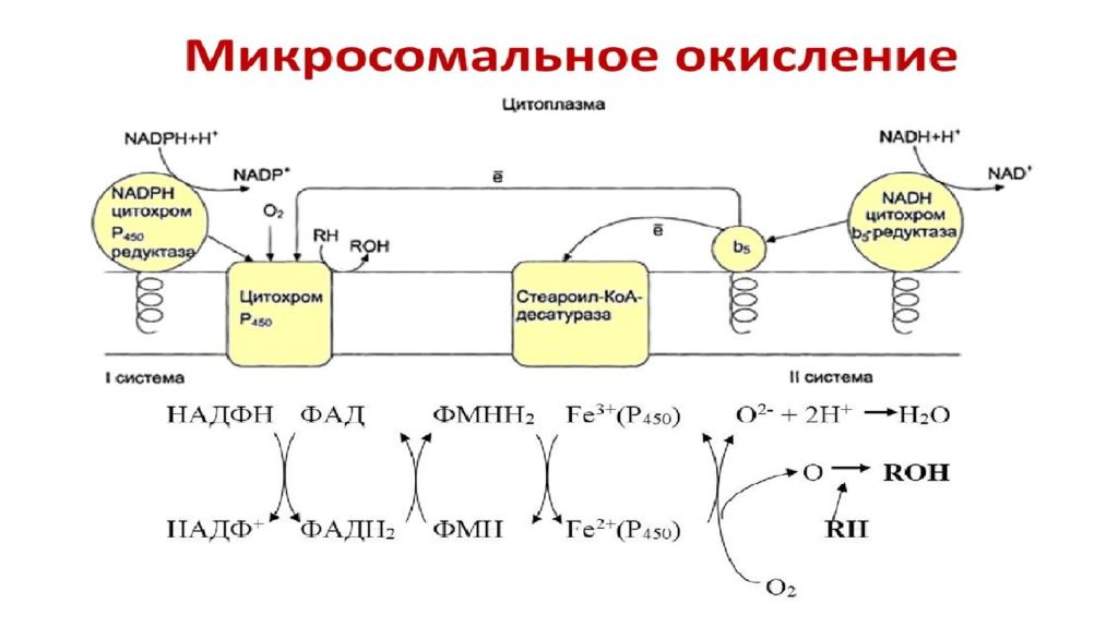 Биохимическое окисление. Схема процесса биологического окисления. Биологическое окисление схема реакций. Биологическое окисление биохимия схема. Схема цепи биологического окисления.