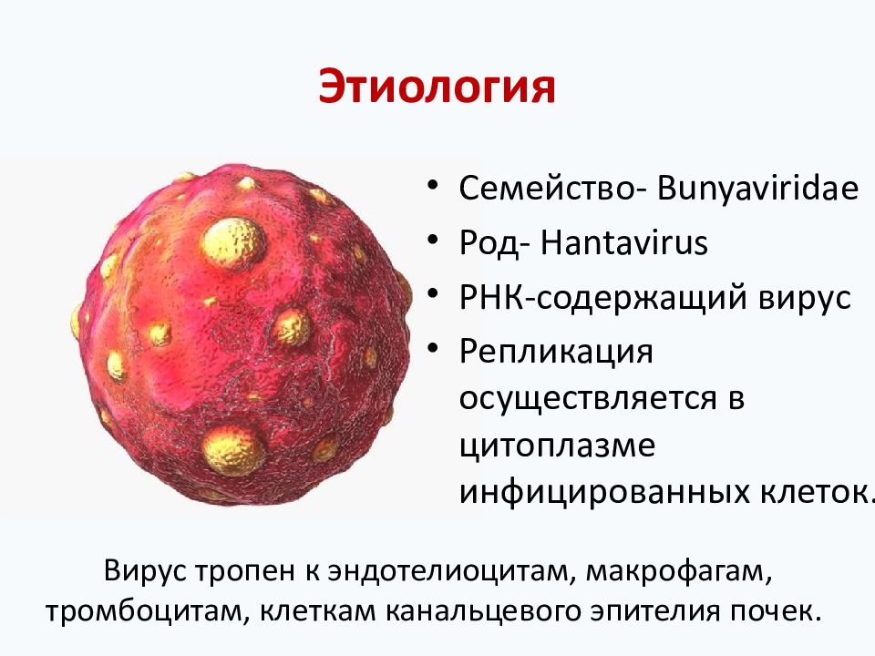 Геморрагическая лихорадка с почечным синдромом клиническая картина