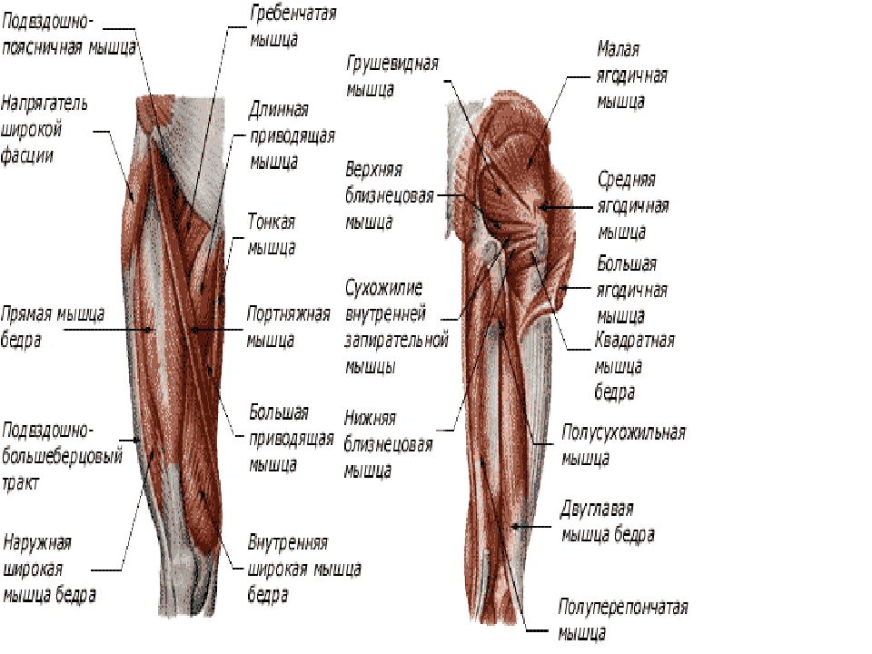 Анатомия мышц бедра. Мышцы пояса нижней конечности передняя группа. Мышцы бедра вид спереди. Мышцы бедра вид спереди и сзади. Мышцы нижней конечности вид спереди.