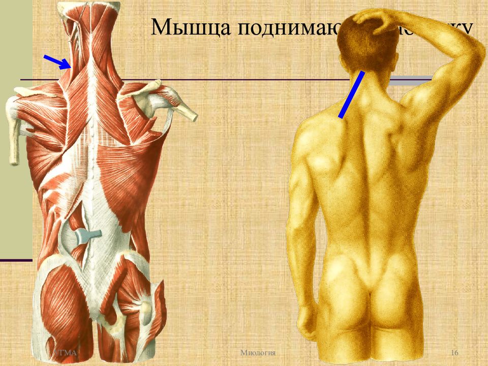 Крепление мышц. Мышца поднимающая лопатку. Мышцы крепящиеся к лопатке. Крепление мышц к лопатке. Миология мышца поднимающая лопатку.