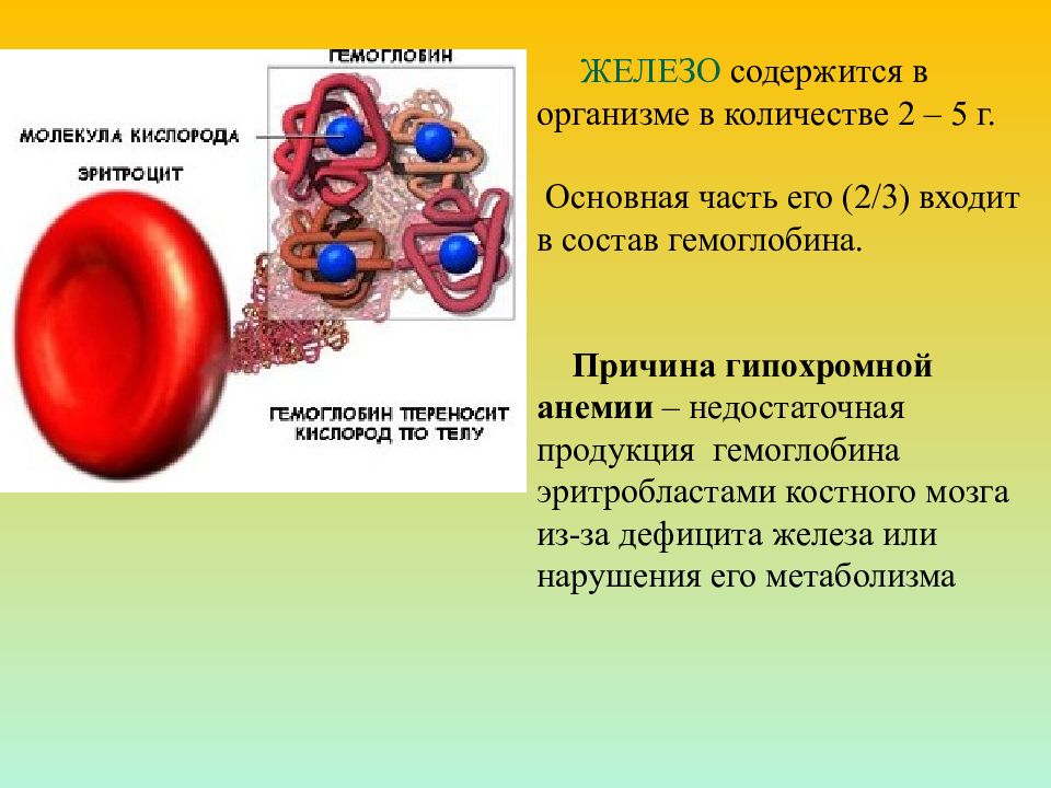 В состав гемоглобина входят железа. Лекарственные средства влияющие на систему крови презентация. В состав гемоглобина входит. Молекула гемоглобина состоит из. Железа в крови.