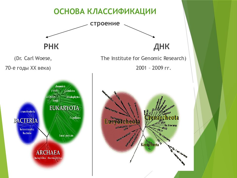 Основа классификации. Градация геномики. Тонеры анатомия классификация. Дерево знаний на тему основы морфологии и микроорганизма. Основа классификации Пеллок.