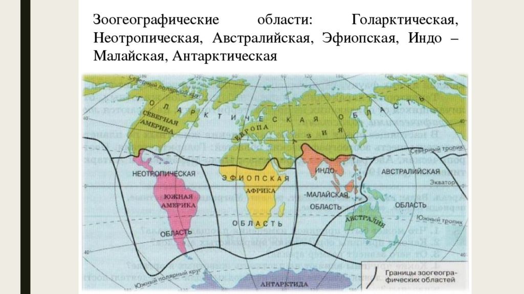 Фаунистические области карта