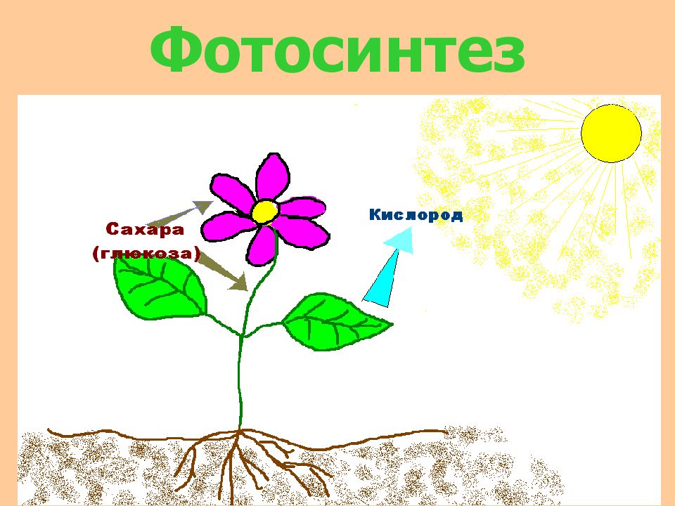 Животные питаются с помощью фотосинтеза. Цветок рисунок для презентации о фотосинтезе. Фотосинтез 6 класс биология презентация. Картинки для презентаций по фотосинтезу.