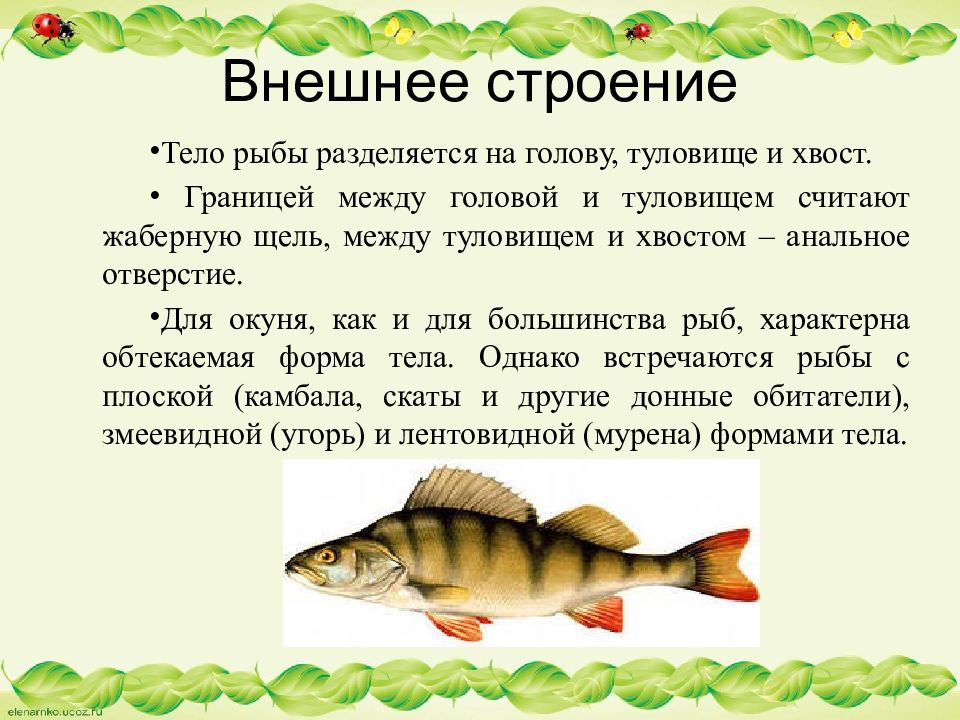 Какое тело у рыб. Внутреннее строение рыбы. Вывод внешнее строение рыбы. Форма тела окуня. Форма тела рыб.