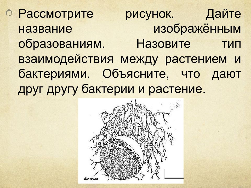 Назовите изображенный. Тип взаимодействия между растением и бактериями. Дайте название изображенным образованиям. Растение и бактерии Тип взаимоотношений. Объясните что дают друг другу бактерии и растение.