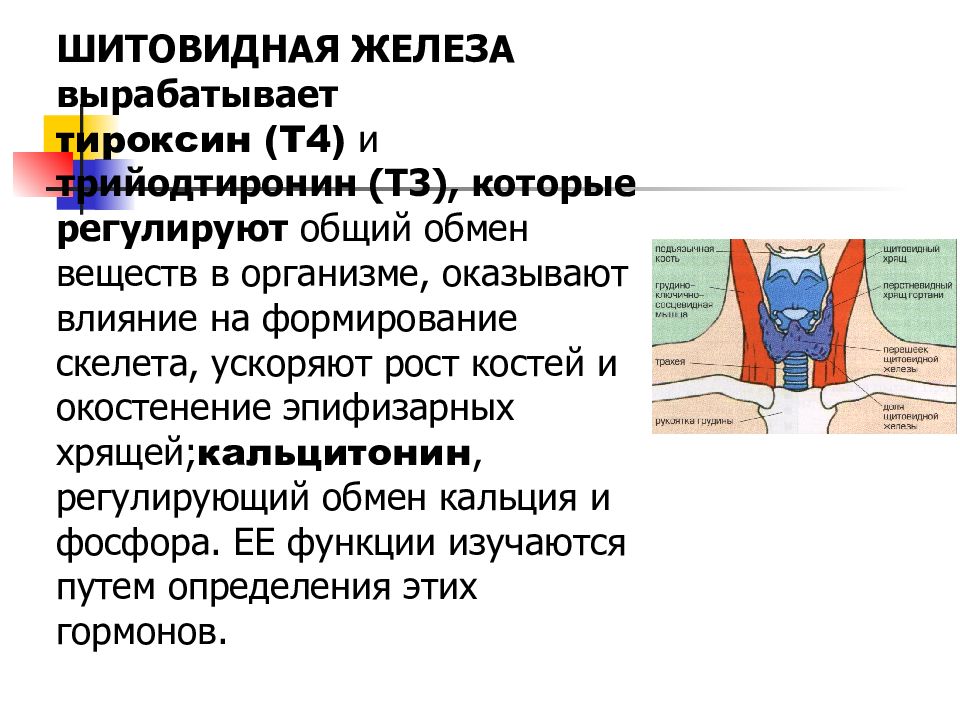 Вырабатывает гормон регулирующий обмен веществ. Железа вырабатывающая тироксин. гормон регулирующий обмен железа. тироксин и трийодтиронин функции. гормон который регулирует рост скелета.