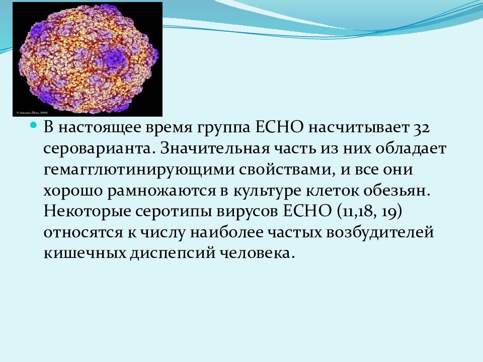 Вирус echo. Есно вирус. Вирусы с гемагглютинирующими свойствами. Вирусы есно культивирование. Вирус Echo симптомы.