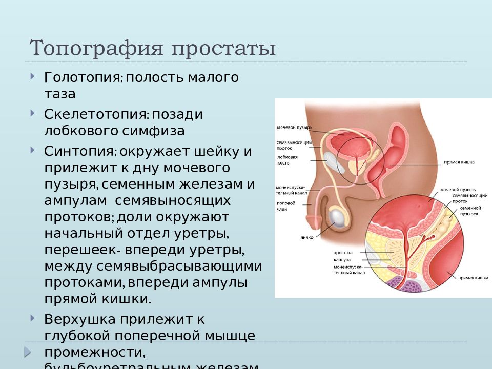 Задняя поверхность мочевого пузыря у мужчин прилежит. Семявыносящий проток топографическая анатомия. Синтопия предстательной железы. Топографическая анатомия предстательной железы. Простата топографическая анатомия.