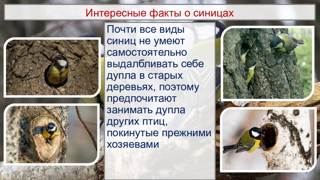 Интересные факты о синицах