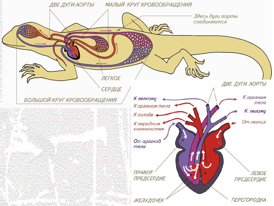 Круги кровообращения пресмыкающихся. Кровеносная система крокодилов схема. Две дуги аорты у рептилий. Кровеносная система ящерицы. Сердце крокодилов.