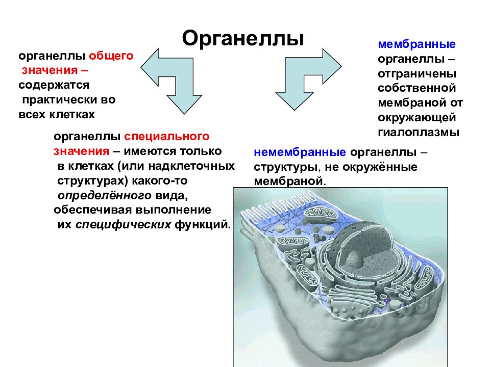 Процесс происходит в цитоплазме. Функции мембранных органелл в цитоплазме. Мембранные органоиды цитоплазмы. Классификация органоидов цитоплазмы клетки. Функция органелл цитоплазмы клетки.