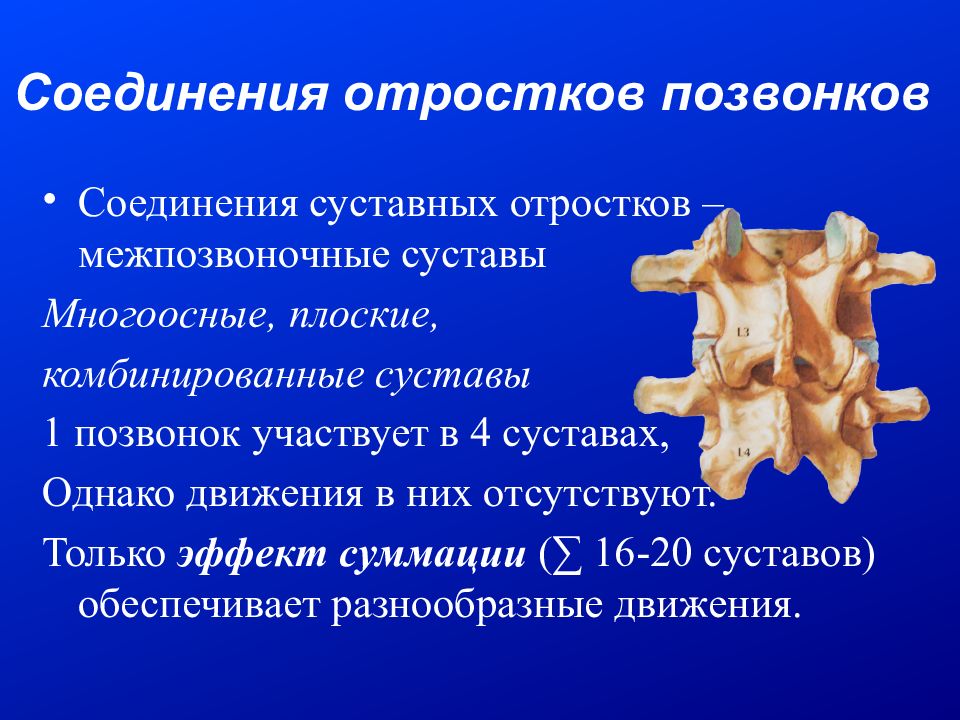 Суставной отросток. Межпозвоночные суставы. Суставные отростки позвонка. Соединение костей туловища. Суставы позвоночника анатомия.