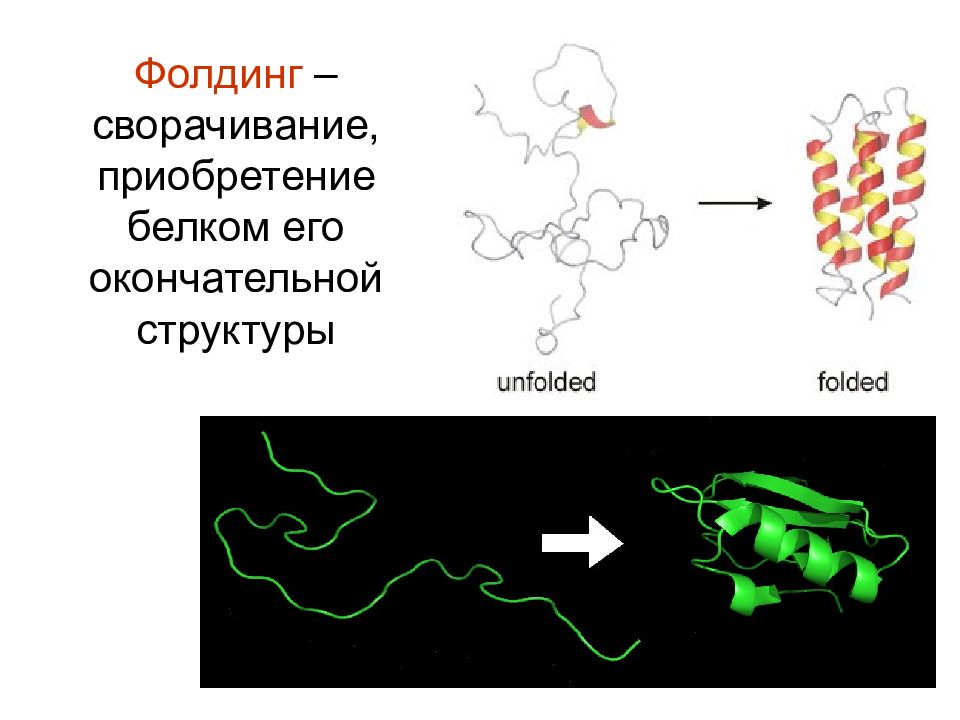 Фолдинг белка. Фолдинг генетика. Фолдинг белков шапероны. Молекулы белка фолдинг. Фолдинг белков этапы.