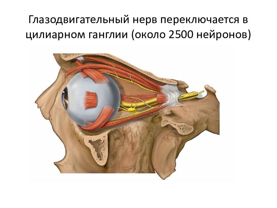 Презентация глазодвигательный нерв