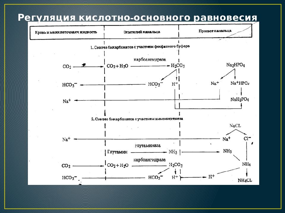 Общая регуляция. Механизмы регуляции кислотно-основного состояния. Регуляция кислотно основного равновесия. Регуляция кислотно основного состояния в почках. Схема кислотно основного равновесия треонина.