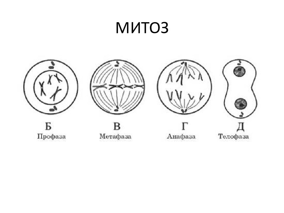 Митоз схема