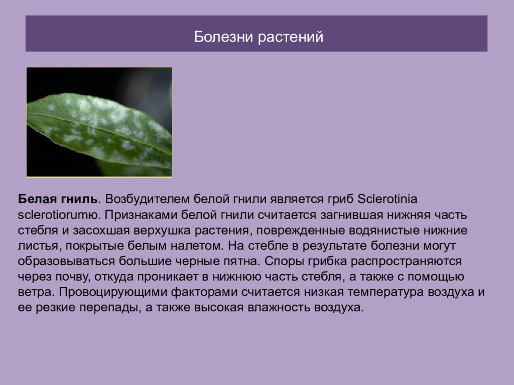 Сообщение заболели. Заболевания растений. Грибы – возбудители заболеваний растений. Заболевания растений название. Болезни культурных растений.