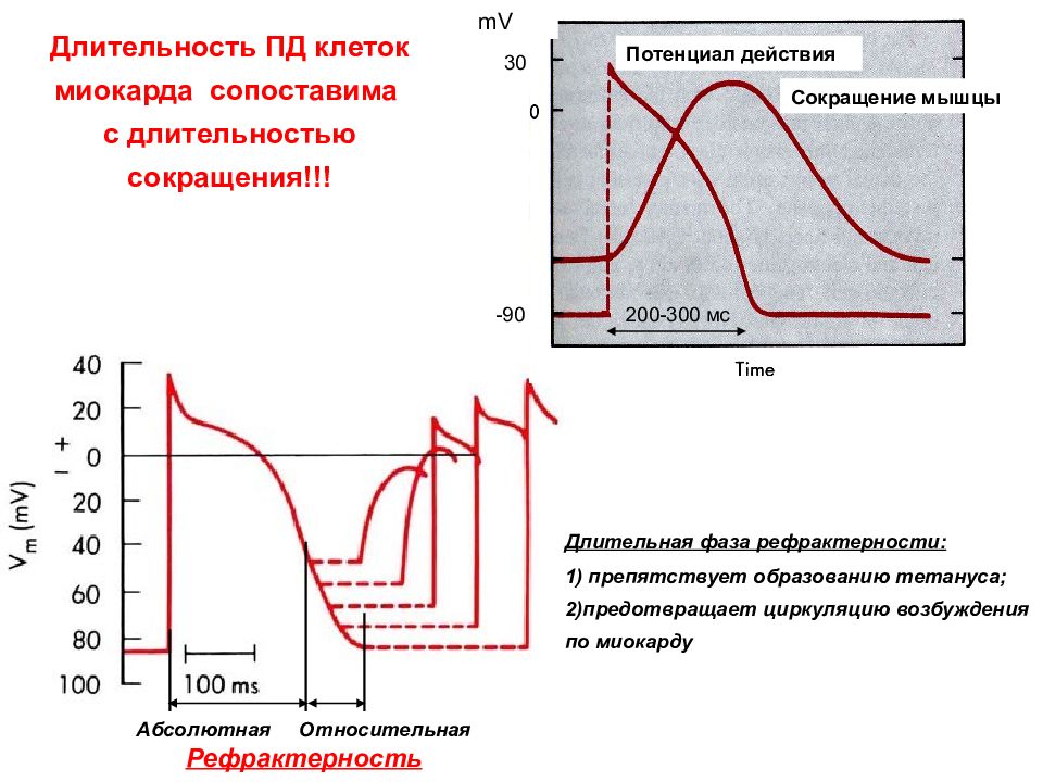 Схема потенциала действия пейсмекерных клеток