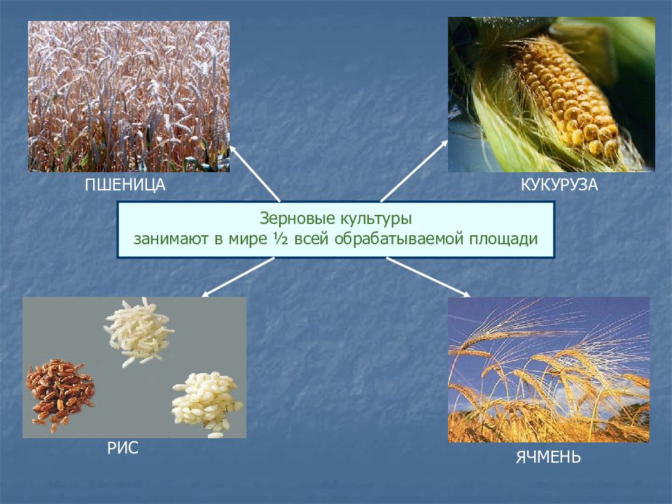 Зерновое хозяйство мира презентация