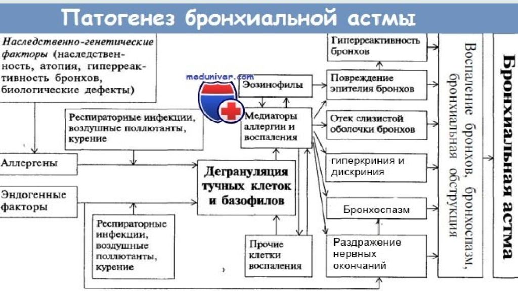 Схема патогенеза бронхиальной астмы