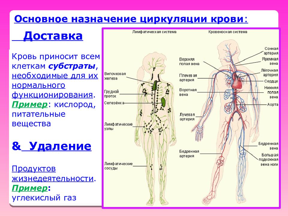 Связь лимфатической системы с кровообращением рисунок