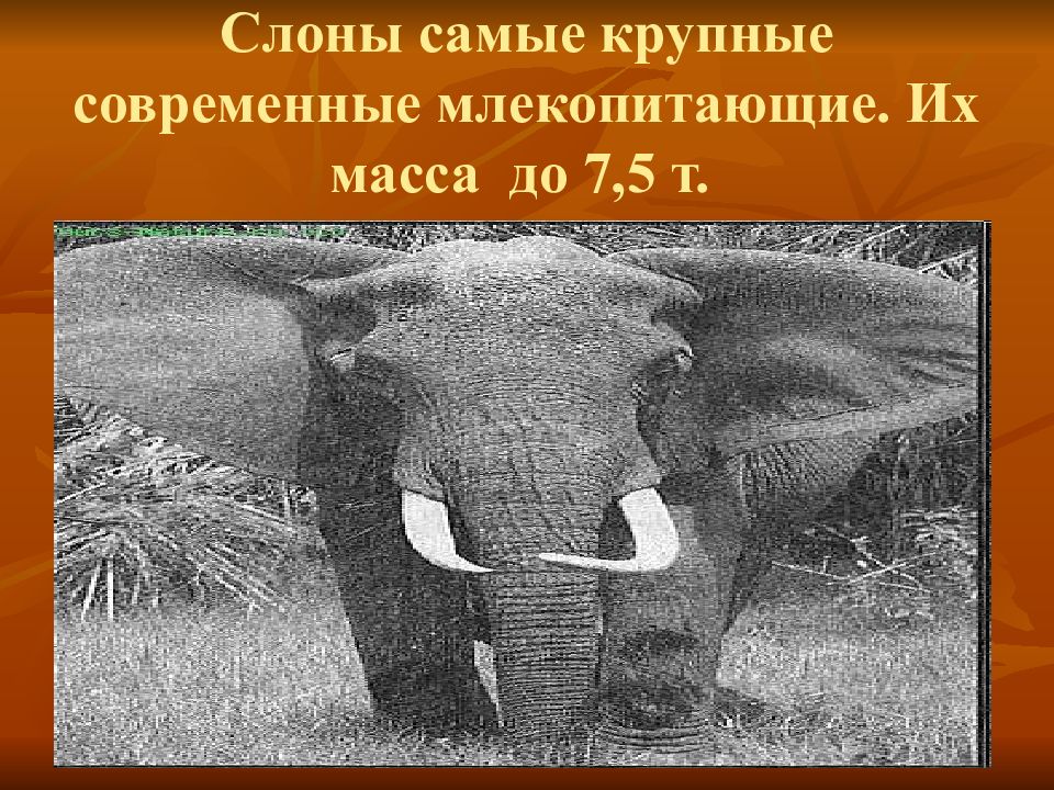 Масса слона 5 тонн это на 4. Интересные факты о массе. Тот самый слон. Слон самый тяжелый но среди Волков веса не имеет.