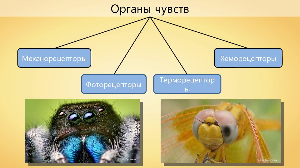 Органы чувств насекомых. Механорецепторы фоторецепторы хеморецепторы. Класс насекомые органы чувств. Органы чувств пчелы.