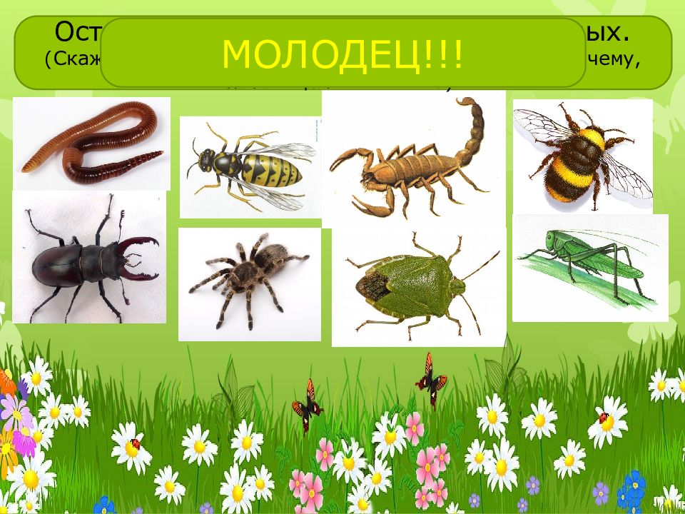 Окружающий природный мир насекомые. Окружающий мир 1 класс тема кто такие насекомые. Урок по окружающему миру 1 класс кто такие насекомые. Кто такие насекомые 1 класс.