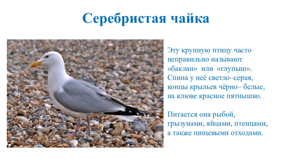 Серебристая чайка