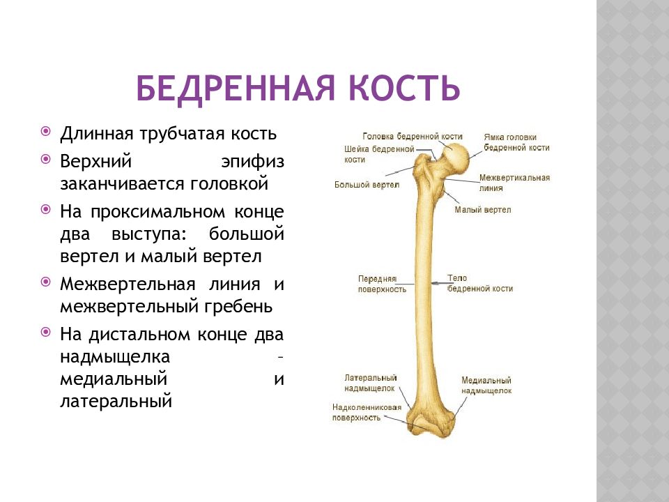 Кость окончание. Строение бедренной кости человека анатомия. Кости нижней конечности бедренная кость. Бедренная кость межвертельная линия и гребень. Большой и малый эпифиз бедренной кости.