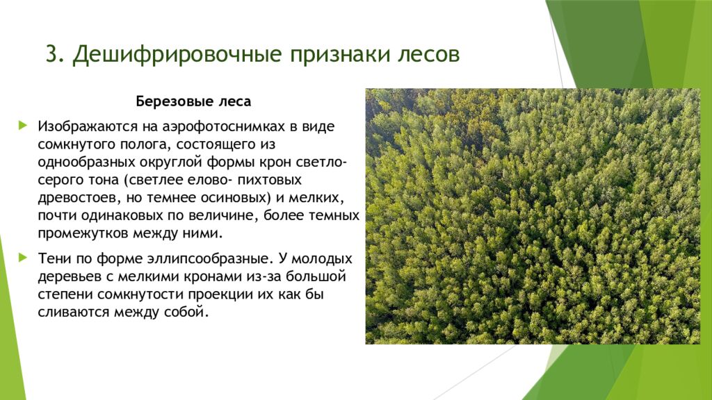 3. Дешифрировочные признаки лесов