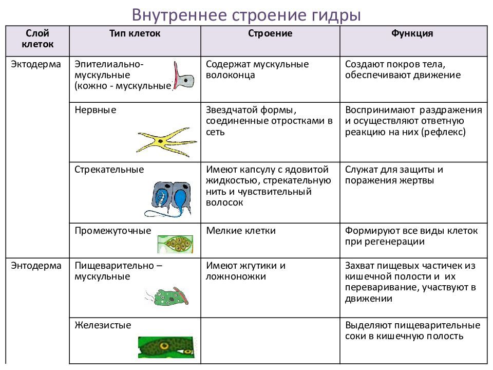 Кишечнополостные огэ биология презентация