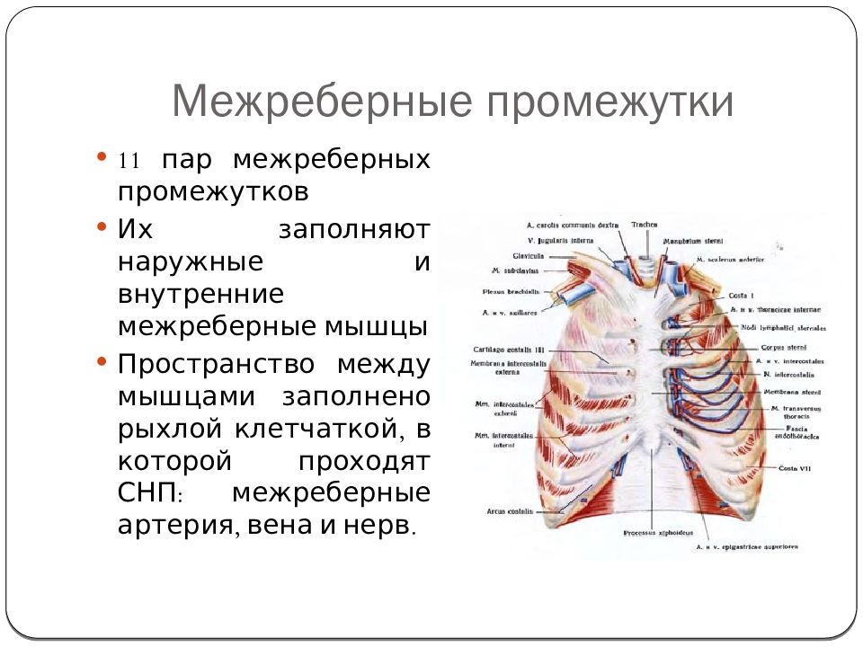 Теле промежуток. Межреберный промежуток топографическая анатомия. Наружные и внутренние межреберные мышцы. Межреберные мышцы анатомия. Межреберный СНП.