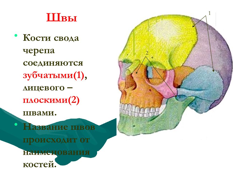 Все кости черепа соединены друг с другом