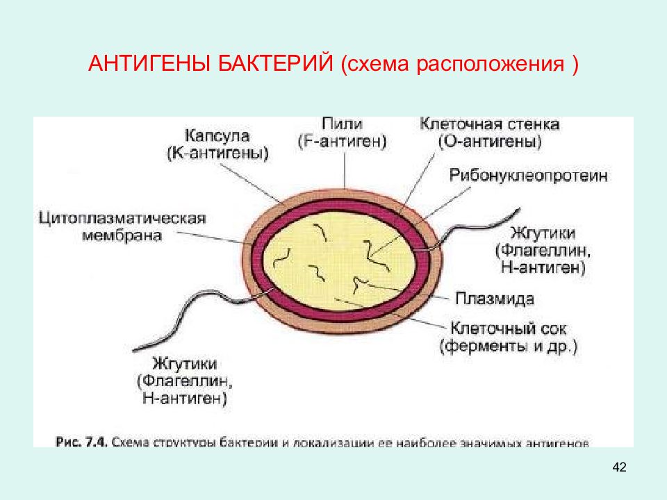 Антигены вирусов схема