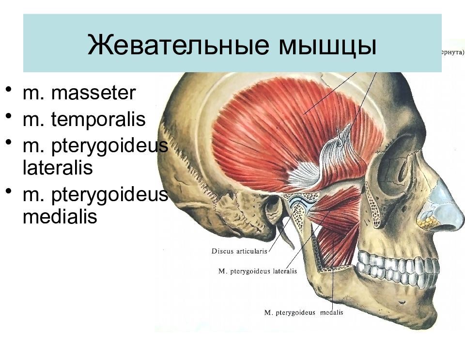 Жевательные мышцы лица анатомия в картинках