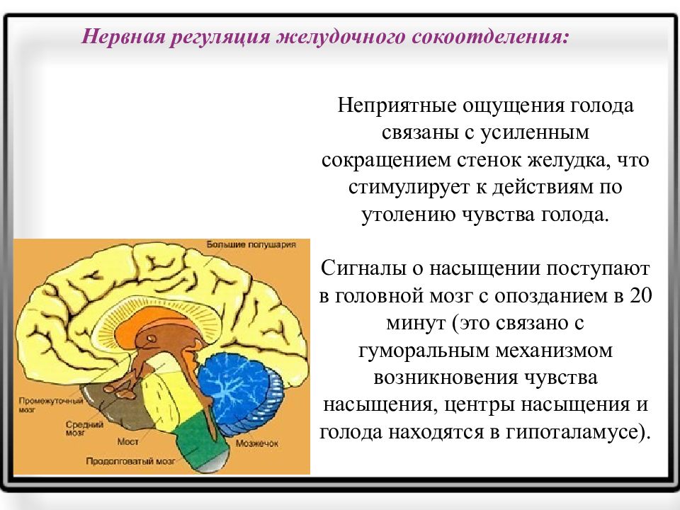 Центр насыщения в мозге. Центры голода и насыщения располагаются. Центр голода и насыщения нервная регуляция. Центр насыщения в головном мозге. Центр насыщения желудка в мозге.