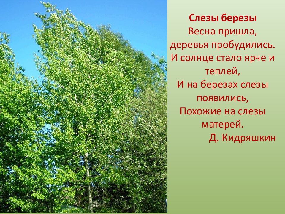 слезы березы. женщина у березы. слезы берез песня. девушка березка. слезы березы бар.