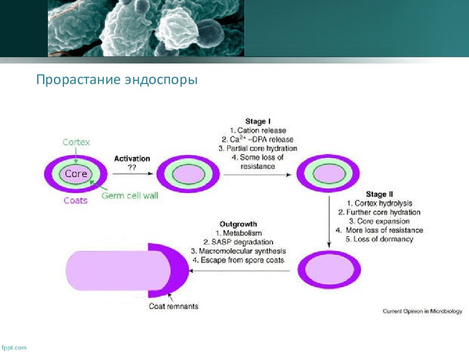 Процесс споры. Стадии прорастания споры бактерий. Стадии прорастания эндоспор бактерий. Этапы прорастания споры бактерии. Эндоспоры строение и функции.