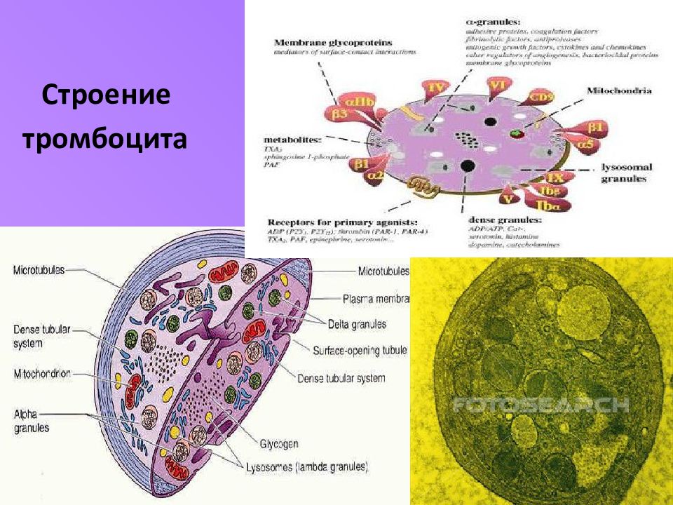 Гранулы тромбоцитов содержат. Тромбоциты кровяные пластинки строение. Тромбоциты строение клетки. Строение тромбоцита гистология. Строение тромбоцитов человека.
