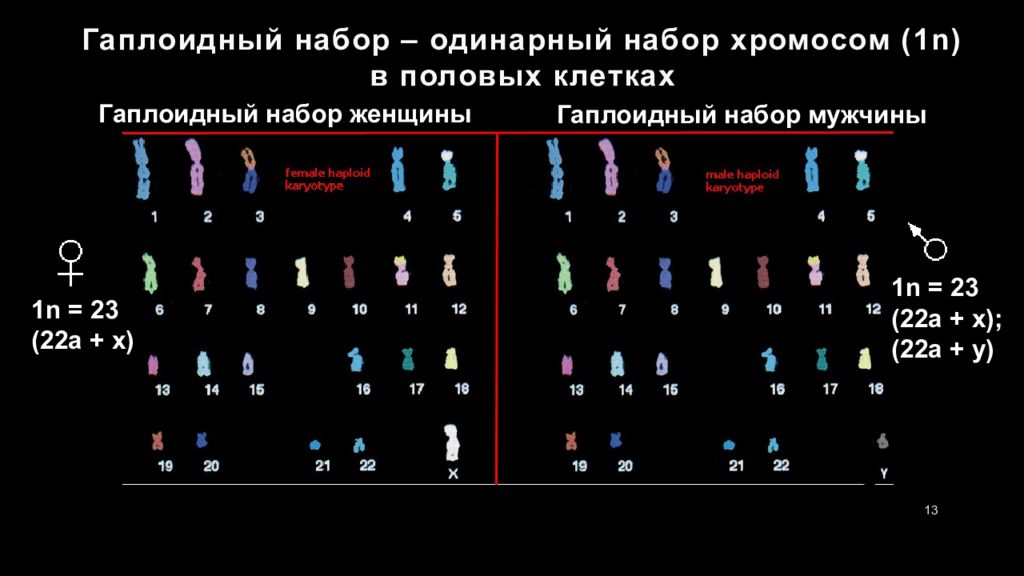 Хромосомный набор клеток мужчин. Гаплоидный набор хромосом. Одинарный гаплоидный набор хромосом это. Гаплоидный кариотип человека. Наплоидгый Надор хрлмос.