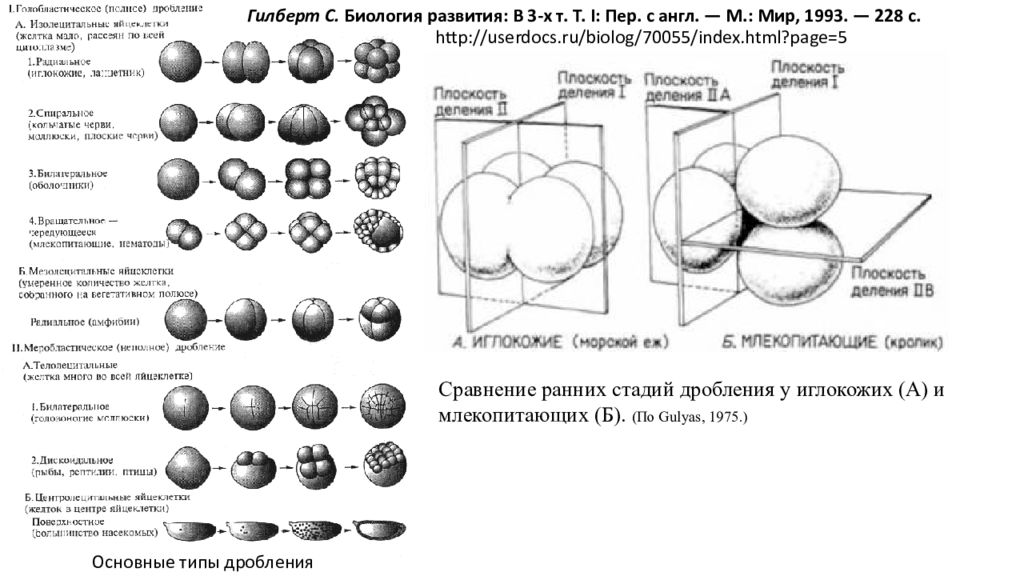 Характер дробления. Типы дробления голобластическое и меробластическое. Спиральный Тип дробления. Тип дробления обусловлен. Основные типы дробления зиготы.