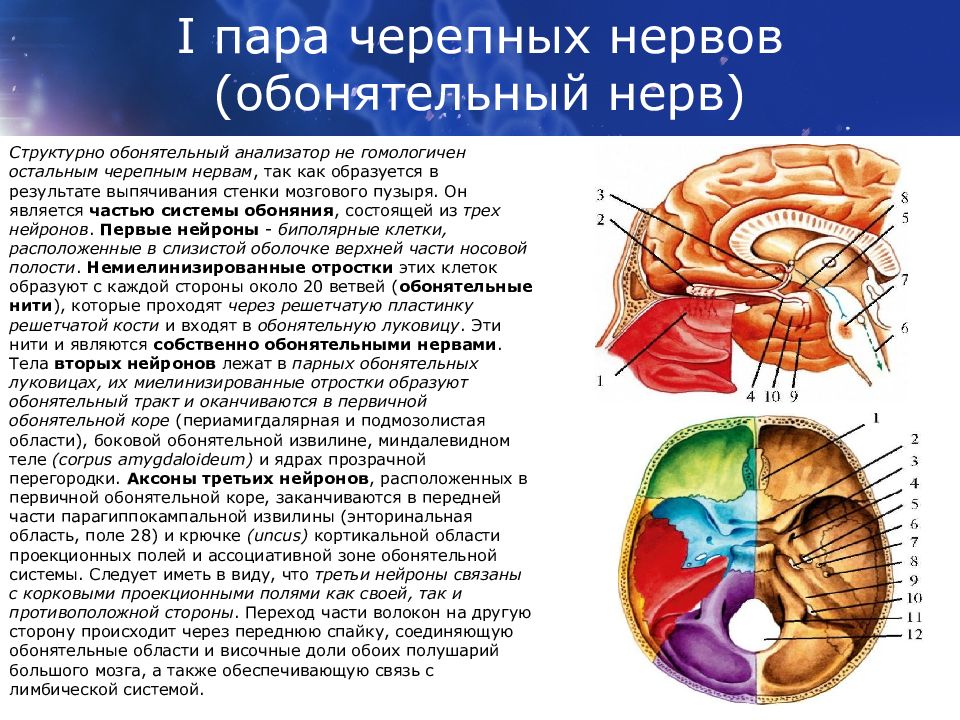 Сколько пар черепных нервов отходит. 1 Пара обонятельный нерв. Анатомия 1 пары черепно мозговых нервов. 1 Пара черепных нервов обонятельный нерв. Обонятельный нерв анатомия ядра.