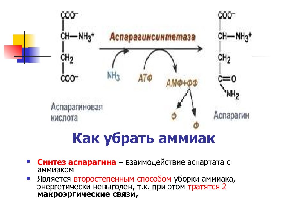 Аспарагиновая кислота формула. Реакция синтеза аспарагина. Синтез аспарагина биохимия. Синтез аспарагина из оксалоацетата. Аспартат в аспарагин реакция.