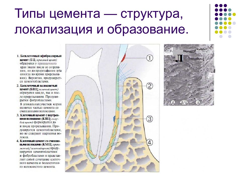 Строение цемента зуба. Клеточный и бесклеточный цемент зуба. Строение цемента. Цемент зуба развивается из.