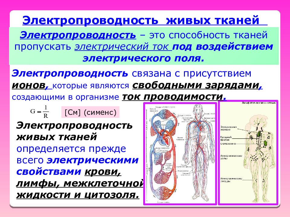 Электрические процессы. Электрические свойства тканей человеческого тела. Электропроводность живых тканей. Проводимость биологических тканей. Электрические процессы в живых организмах.