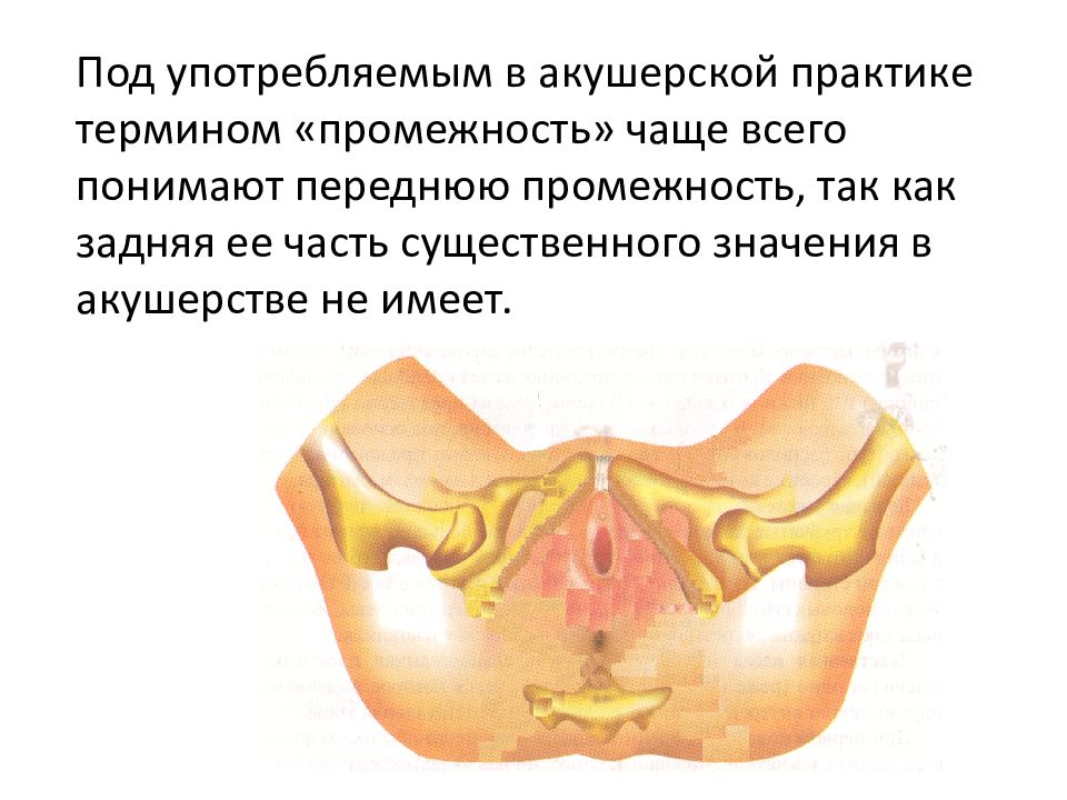 Анатомия и физиология женских половых органов презентация