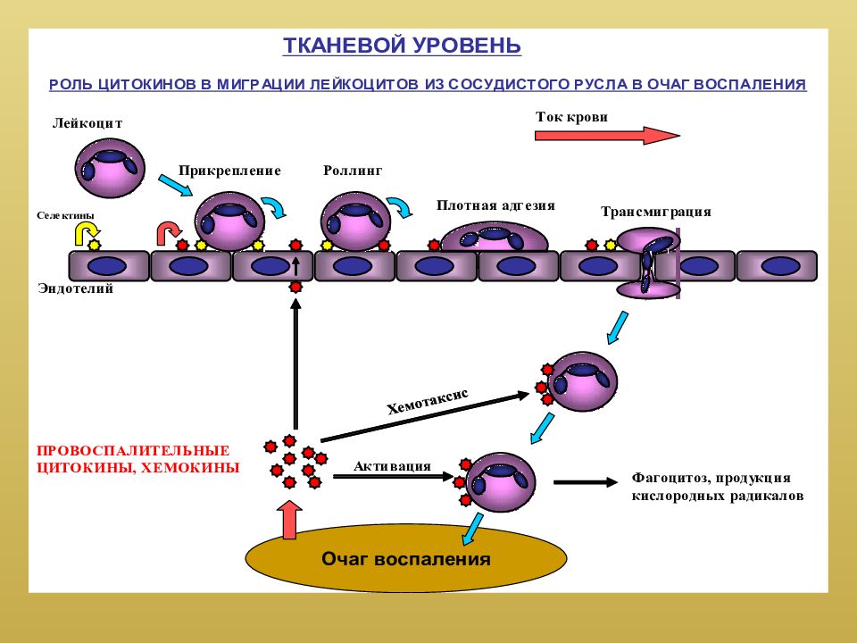 Эволюция иммунитета презентация