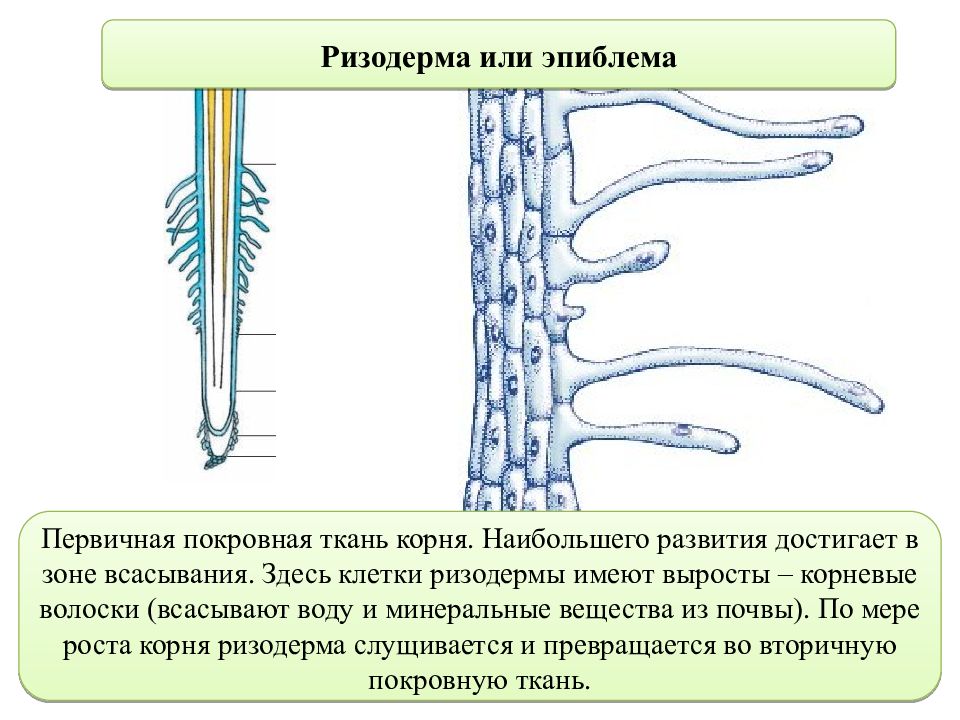 Покровные ткани цитоплазма корневой волосок
